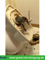 GreAt Rohrreinigung und Kanalsanierung alltägliche Begegnungen