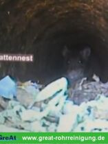 GreAt Rohrreinigung und Kanalsanierung alltägliche Begegnungen