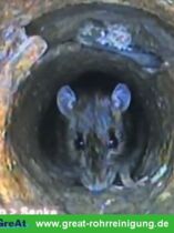 GreAt Rohrreinigung und Kanalsanierung alltägliche Begegnungen