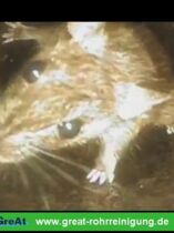 GreAt Rohrreinigung und Kanalsanierung alltägliche Begegnungen