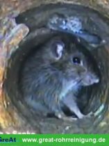 GreAt Rohrreinigung und Kanalsanierung alltägliche Begegnungen